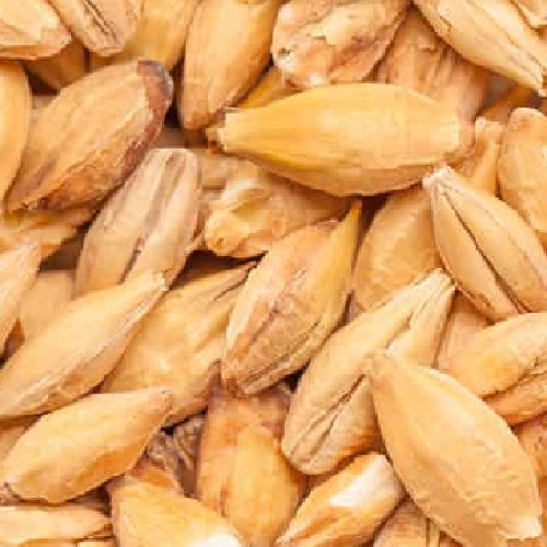 Nærbilde av BEST Acid Malt (3,0-8,0 EBC) 100 g fra Bestmalz: hele, tørkede byggkorn med skall, lysebrune til lysebrune og med grov tekstur - ideelt for å optimalisere pH-verdien i mosten eller for maltblanding.