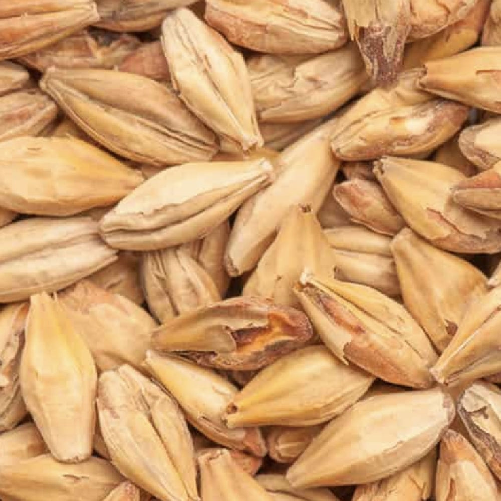 Nærbilde av tørre byggkorn med skall, som fremhever deres lysebrune farge og tekstur - ideelt for maltblanding eller bruk av spesialmalt som BEST Melanoidin (61-80 EBC) 100G fra Bestmalz.