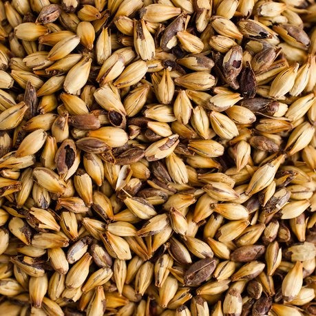 Nærbilde av Thomas Fawcett & Sons Crystal Malt (150-175 EBC) 100G, med skallene intakte - ideelt for maltblanding eller for å lage spesialmalter.