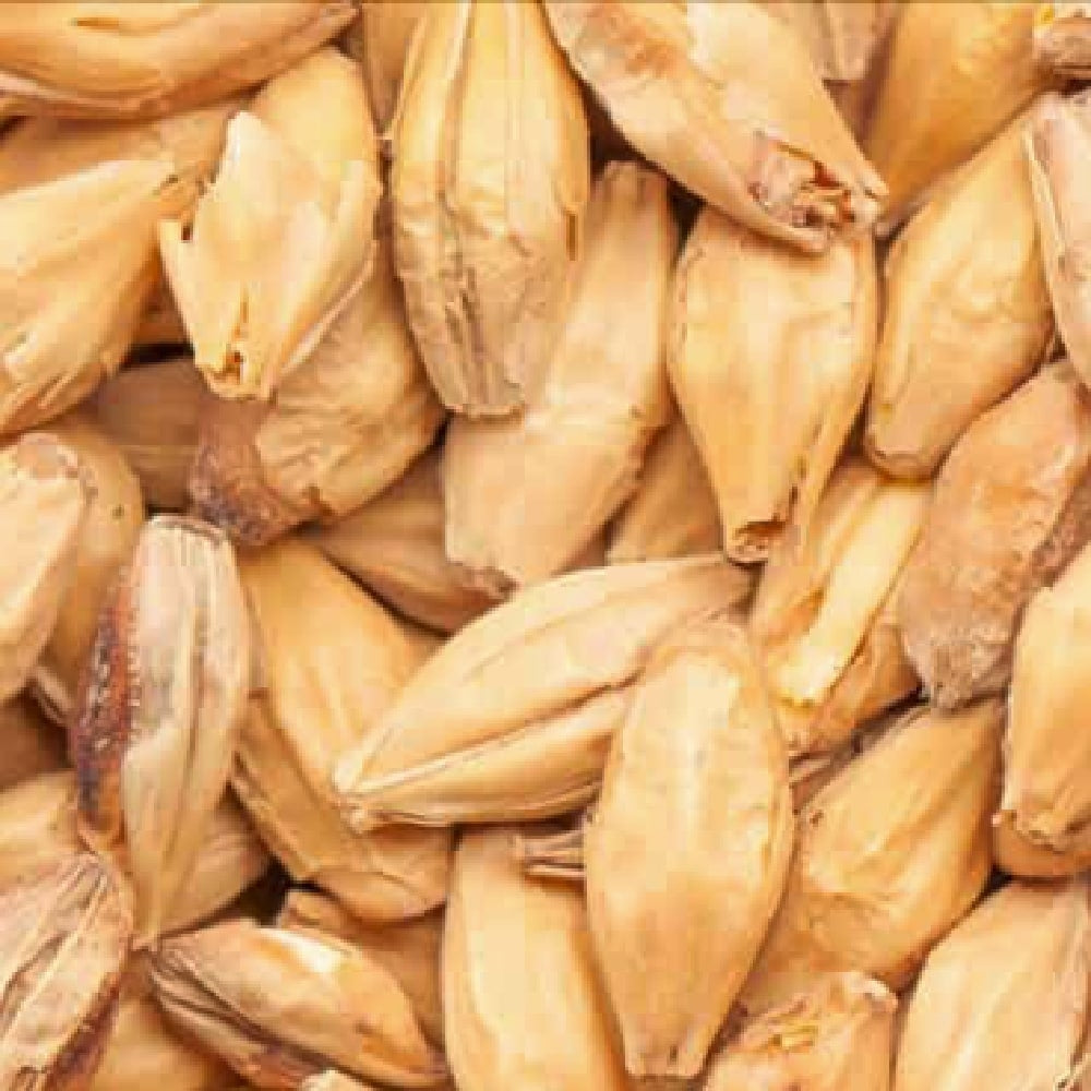 Nærbilde av byggkorn med lysebrune skall, perfekt for maltblanding med BEST Wienermalt (8-10 EBC) 100G fra Bestmalz.