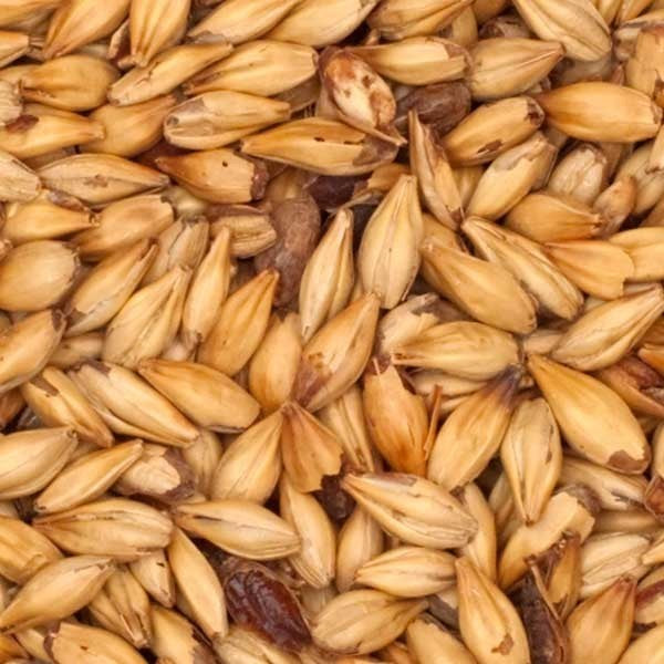 Nærbilde av Caramalt (25-40 EBC) 100G fra Thomas Fawcett & Sons, som viser en haug med solbrune, langstrakte byggkorn med skall og en oval form.