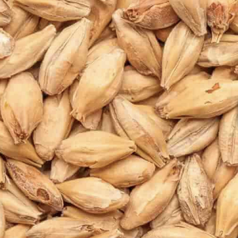 Nærbilde av tørket byggkorn med lysebrune skall, ideelt for maltblanding eller brygging av spesialøl med BEST Munich Malt (11-20 EBC) 100G fra Bestmalz.