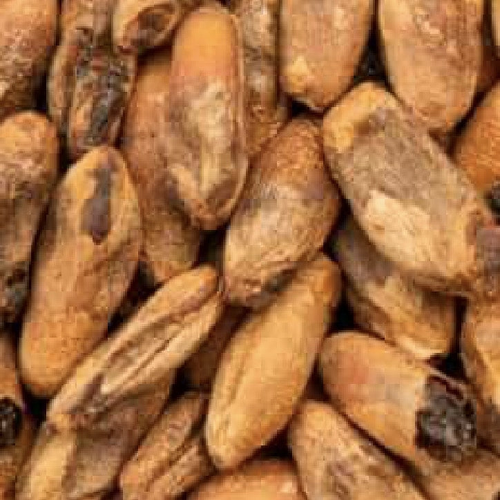 Nærbilde av tørkede kakaobønner med lysebrune, strukturerte overflater, som ligner på de rike kornene i BEST Caramel Rye Malt (100-380 EBC) 100g fra Bestmalz.