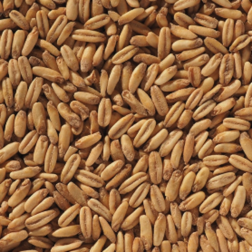 Nærbilde av Crisp Malting's Naked Oat Malt (2,2-7,8 EBC) 100G og hvetekorn jevnt fordelt - ideelt for maltblanding.