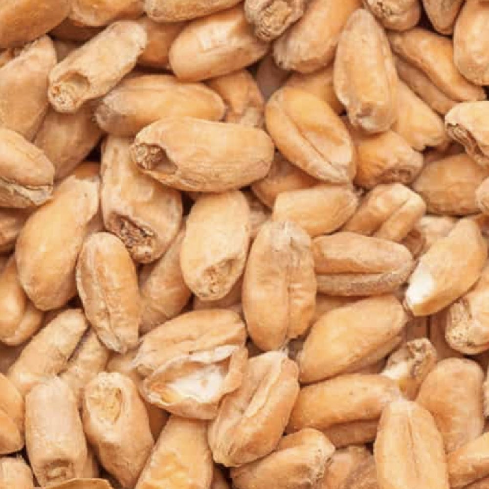 Nærbilde av en haug BEST hvetemalt (Hvete malt 3,5-6,0 EBC) 100G fra Bestmalz, som viser kornets brune farge og grove tekstur.