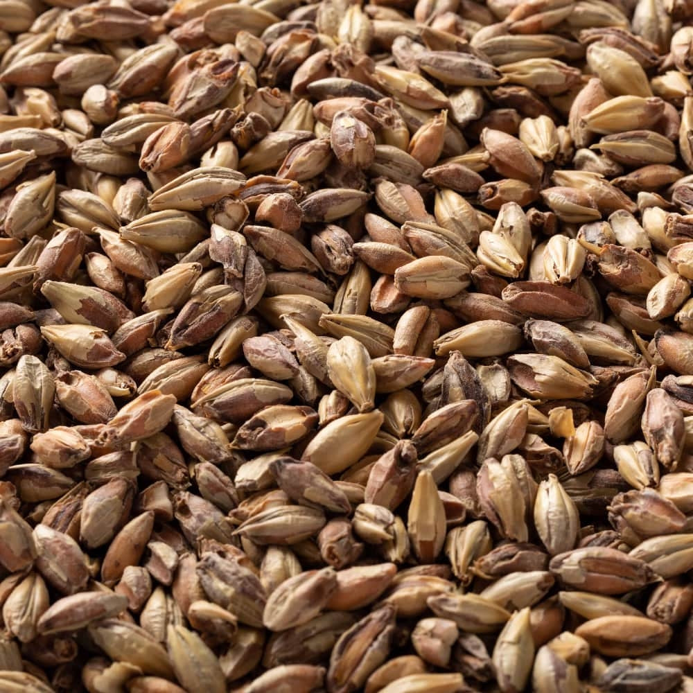 Et nærbilde av Victory Malt (55 EBC) 100 g fra Briess viser byggkorn i brune og solbrune nyanser, ideelt for maltblanding.