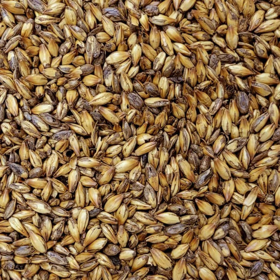 Et nærbilde av maltet byggkorn viser de gylne og brune nyansene som er typiske for Briess Crystal Red Malt (394 EBC) 100g.
