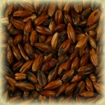 Nærbilde av Cafe Malt (500 EBC) 100G fra Castle Malting, som viser mørkebrune, ristede byggkorn med en strukturert overflate - perfekt for å gi dybde og aroma til ølbryggingen din.