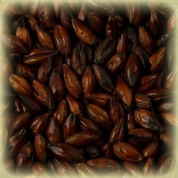 Et nærbilde av Thomas Fawcett & Sons Chocolate Malt (1100-1250 EBC) 100 g avslører de mørkebrune, blanke kornene - ideelt for maltblandinger eller til å lage fyldig, mørkt øl.