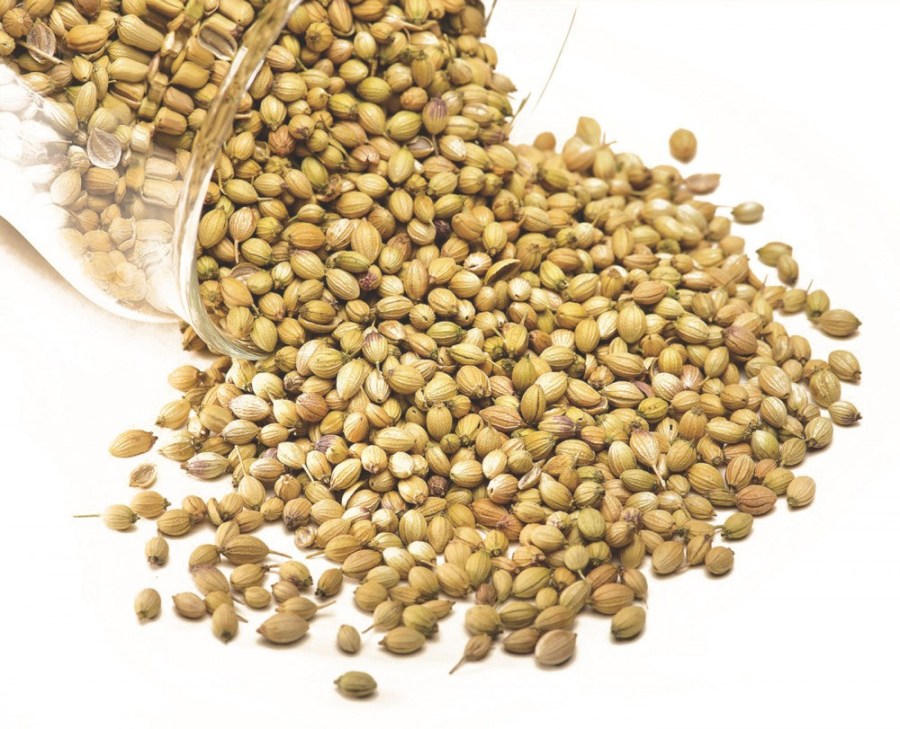 Et 1 kg tungt glass med Castle Malting Koriander ble sølt ut og spredte hele, tørkede korianderfrø over en hvit overflate.