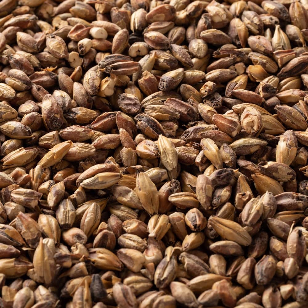 Nærbilde av en stor haug med Briess Special Roast Malt (79 EBC) 100 g korn, perfekt til brygging, destillering eller maltblanding.
