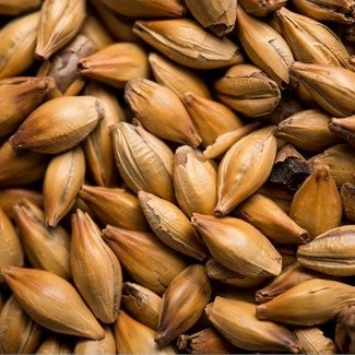 Nærbilde av tørre, brune byggkorn med skallet intakt - ideelt for ølbrygging og for å skape rike smaker i Pale Crystal Malt (60-90 EBC) 100G fra Thomas Fawcett & Sons.