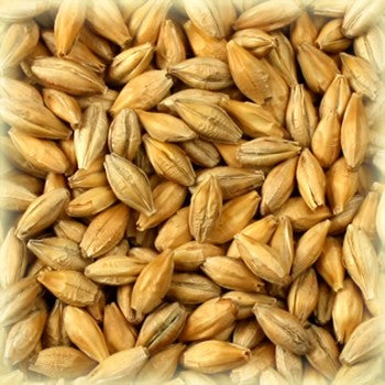 Et nærbilde av lysebrune, ovale byggkorn - perfekt til maltblandinger eller brygging av røykøl med Peated Malt (4 EBC) 100G fra Castle Malting.