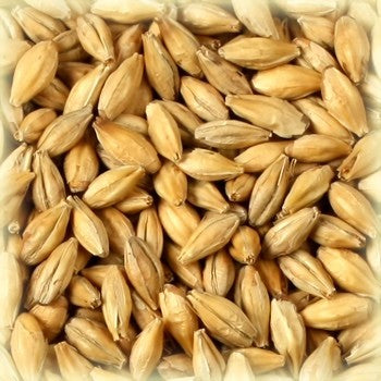 Nærbilde av tørket whiskymalt (2,5-4,5 EBC) 100 g fra Castle Malting, som viser byggkorn med skallene intakte - perfekt for å lage brennevin med en rik og karakteristisk smak.