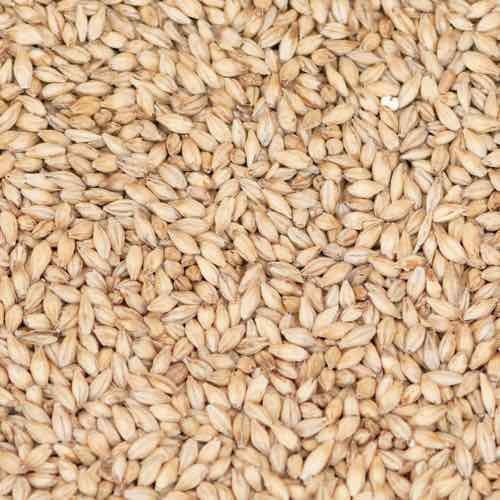Et nærbilde av rikelig med Maris Otter Pale Ale Malt (5-7,5 EBC) 100G fra Thomas Fawcett & Sons, ideelt til engelsk øl, jevnt fordelt.