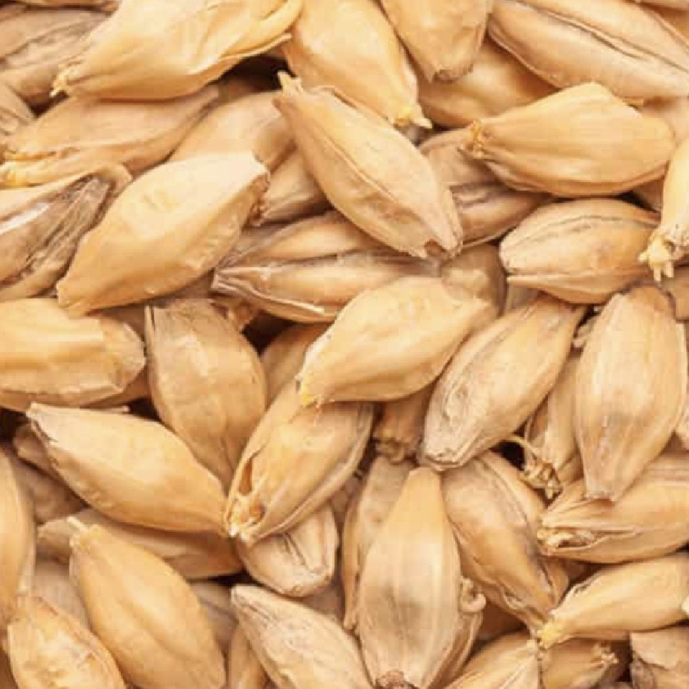 Nærbilde av BEST Pilsen Malt (3,0-4,9 EBC) 100G fra Bestmalz, som viser lysebrune, ovale byggkorn med skallene intakte, ideelt for base- eller pilsnermalt.