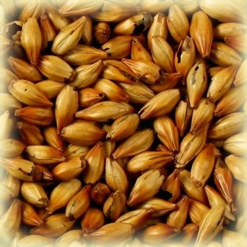 Et nærbilde av lysebrune, tørkede byggkorn - perfekt for maltblanding eller for å tilføre rike karamelltoner, som i Castle Maltings Cara Ruby Malt (50 EBC) 100G.