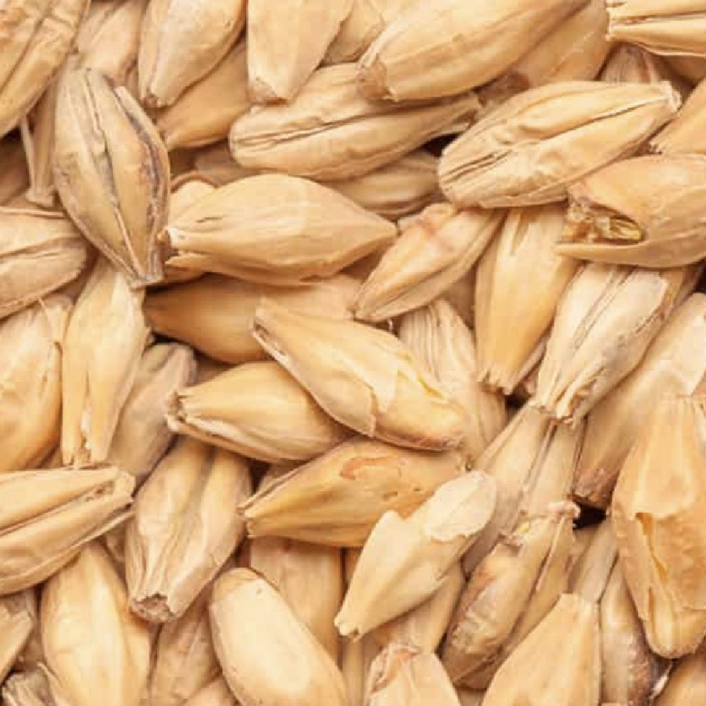 Nærbilde av BEST Pale Ale Malt (5-7 EBC) 100G fra Bestmalz, som viser en haug med tørkede byggkorn med skallet intakt og en langstrakt, spiss form.