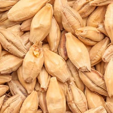 Nærbilde av BEST Chit Malt (2-3 EBC) 100G fra Bestmalz: tørkede byggkorn med skall, brunbrun farge og grov tekstur - ideelt for maltblanding for å forbedre ølskumstabilitet.
