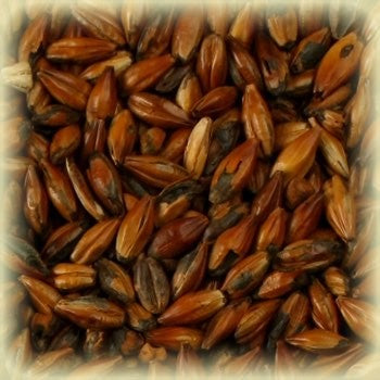 Nærbilde av ristede byggkorn, som fremhever de mørkebrune, blanke og strukturerte overflatene - perfekt for maltblandinger eller for å tilføre rik smak med Castle Malting's Cafe Light Malt (250 EBC) 100G.