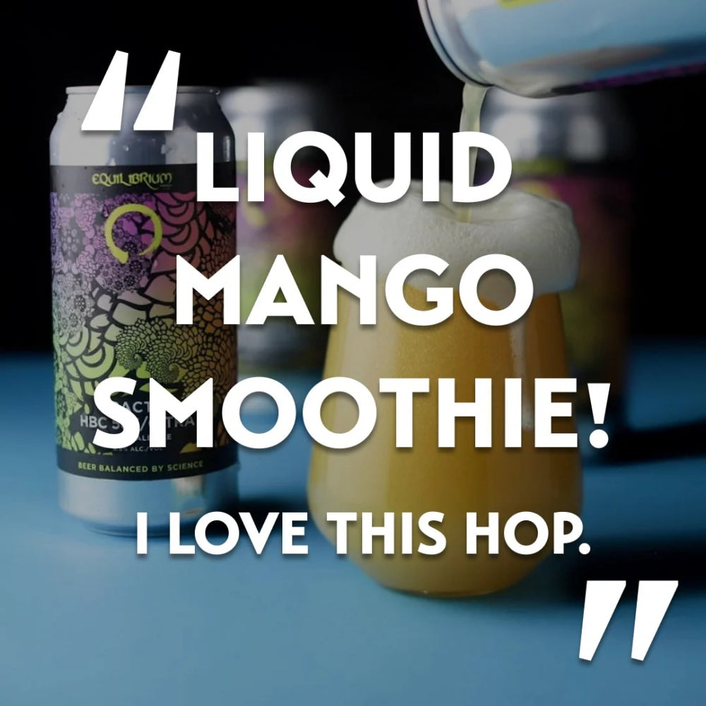 Et glass som fylles med en skummende, oransje drink, står ved siden av en boks BarthHaas Krush (HBC 586) 100G Humle Pellets (13,6 %) 2024. Stor tekst sier: Flytende Mango Smoothie! Jeg elsker denne HBC 586-humlen.