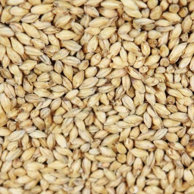 Et nærbilde av Weyermann Bohemian Pilsner (3-5 EBC) 100G malt, som viser lysebrune, ovale byggkorn med strukturerte skall - ideelt for autentiske pilsneroppskrifter.