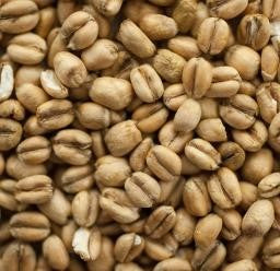 Nærbilde av Torrefied Wheat (3-4,5 EBC) 100G fra Thomas Fawcett & Sons, som viser solbrune, hele hvetekorn med oval form.
