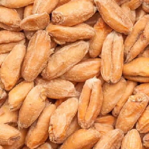 Nærbilde av BEST Spelt Malt (3,5-6 EBC) 100G fra Bestmalz, som viser lysebrune, strukturerte hele hvetekorn - ideelt for brygging av speltøl og spesialøl.