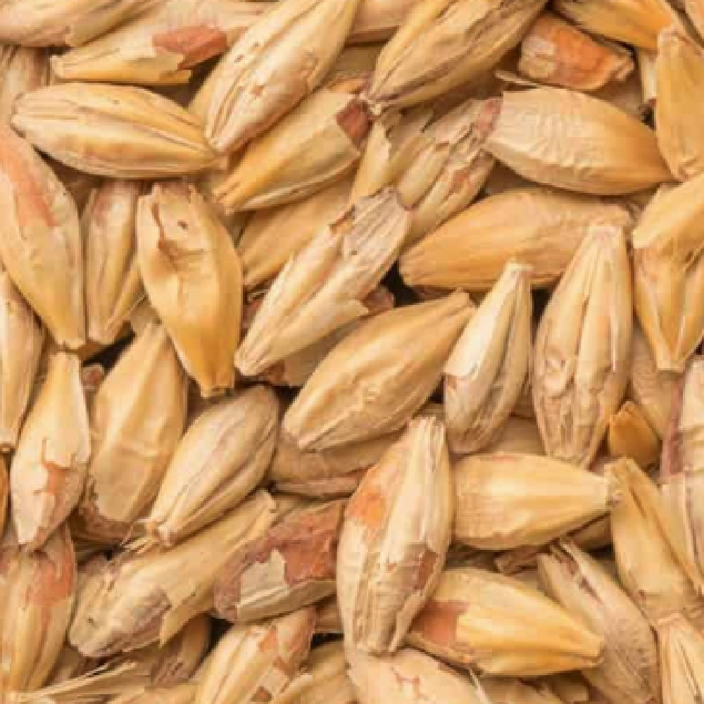 Nærbilde av Bestmalz BEST Biscuit Malt (45-55 EBC) 100G byggkorn med intakte skall, noe som fremhever den lysebrune fargen og den grove teksturen - ideelt for maltblandinger.