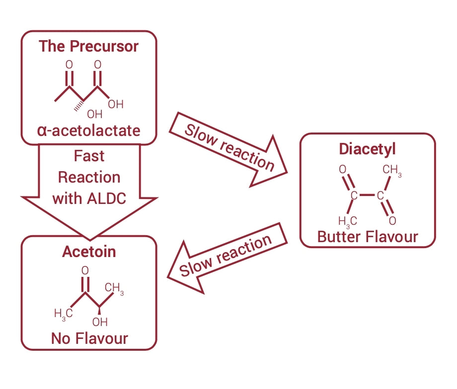 Diagram som viser α-acetolaktat som omdannes til acetoin (ingen smak) og diacetyl (smørsmak); Murphy & Son ALDC 1 kg fremskynder reaksjonen for diacetylkontroll og bidrar til å håndtere humlekrypeffekter.