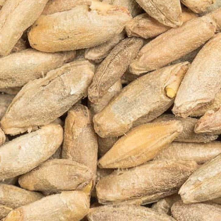 Et nærbilde av tettpakket, brunlig, tørr BEST Rye Malt (Rug malt, 5-10 EBC) 100 g fra Bestmalz, som fremhever den grove teksturen og den langstrakte formen - perfekt for rugmaltblanding eller rye malt crafting.