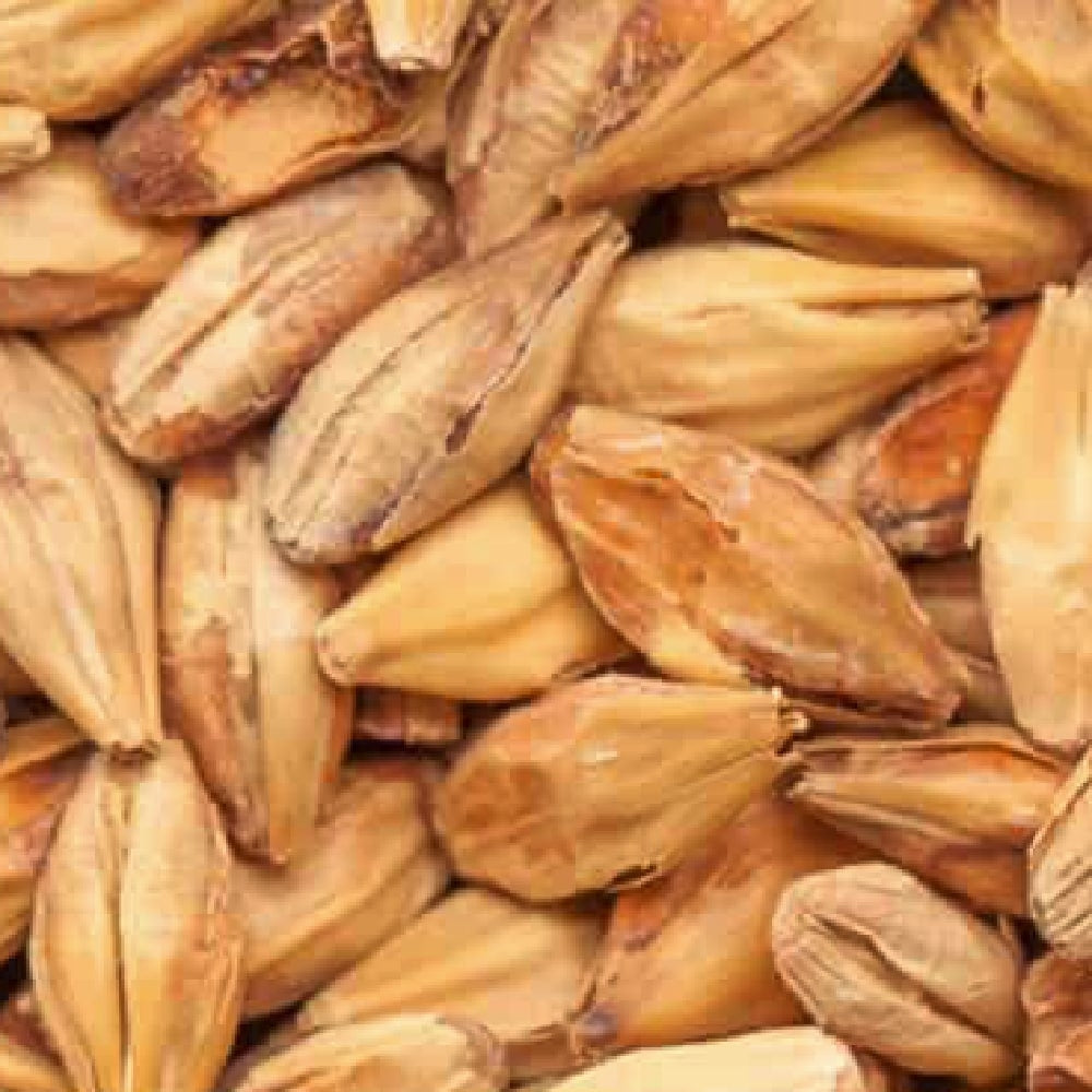 Nærbilde av tørkede byggkorn med skall, som fremhever de ovale formene - perfekt for maltblanding eller brygging med BEST Caramel Aromatic (41-60 EBC) 100G fra Bestmalz.