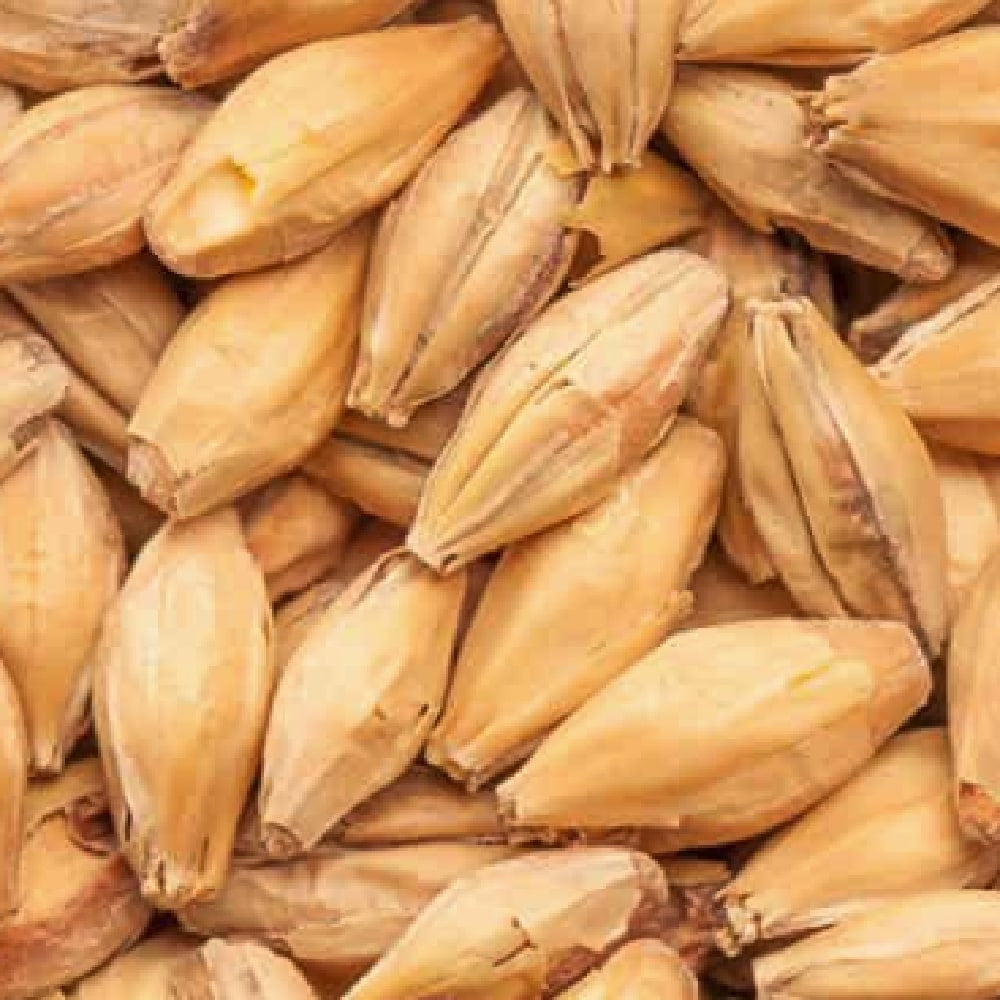 Et nærbilde av BEST Red X Malt (28-32 EBC) 100G fra Bestmalz viser de lysebrune, langstrakte kornene med skallene intakte - perfekt til et rødlig øl eller en spesiell maltblanding.
