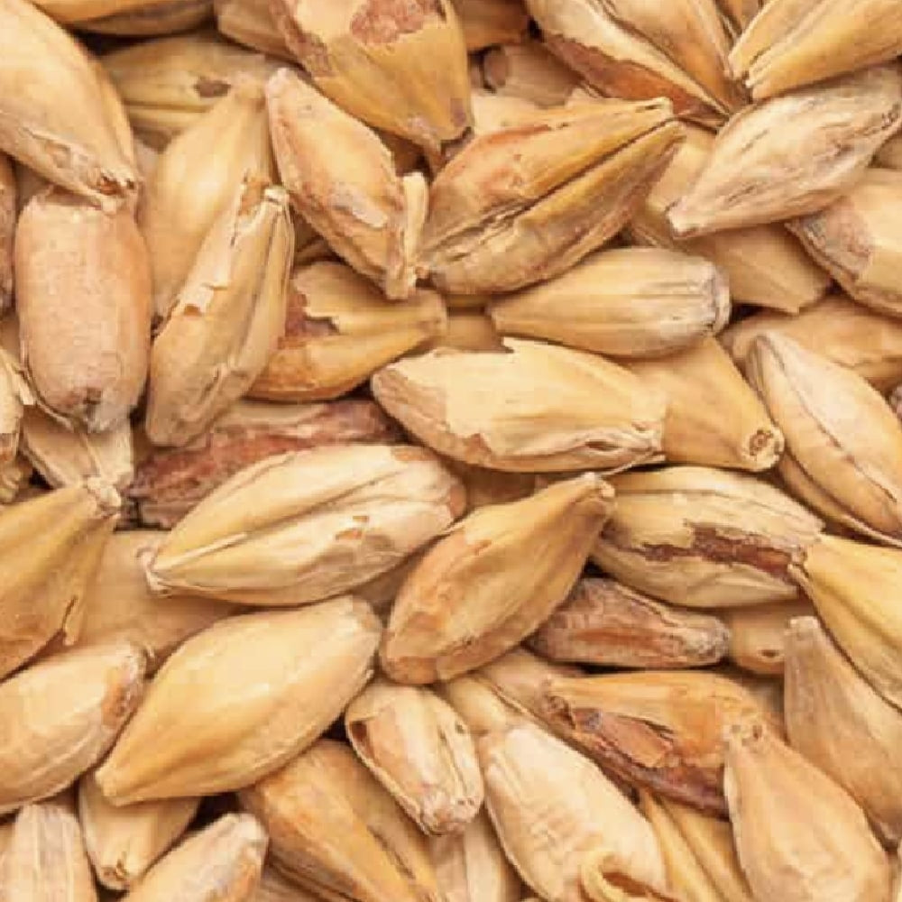 Nærbilde av hele, uskrellede byggkorn - ideelt for maltblanding eller til å lage malt med BEST Melanoidin Light (40-60 EBC) 100G fra Bestmalz.
