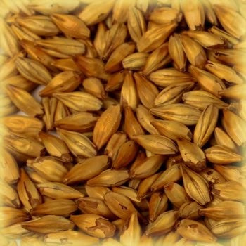 Nærbilde av byggkorn med spredte skall - perfekt for maltblanding eller brygging med spesialkorn som Cara Gold Malt (120 EBC) 100G fra Castle Malting.