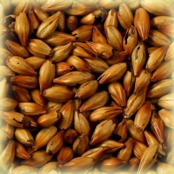 Special B Malt (300 EBC) 100G fra Castle Malting er et rikt, aromatisk brunt korn som er ideelt for brygging med belgiske mørke malter eller for å lage abbey ales.