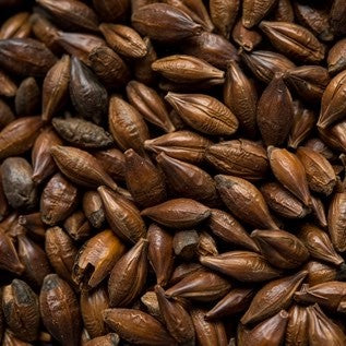 Nærbilde av Pale Chocolate Malt (560-690 EBC) fra Thomas Fawcett & Sons, som fremhever mørkebrune korn og strukturerte overflater - ideelt for maltblanding eller brygging av fyldig mørkeøl. Pakke med 100 g.