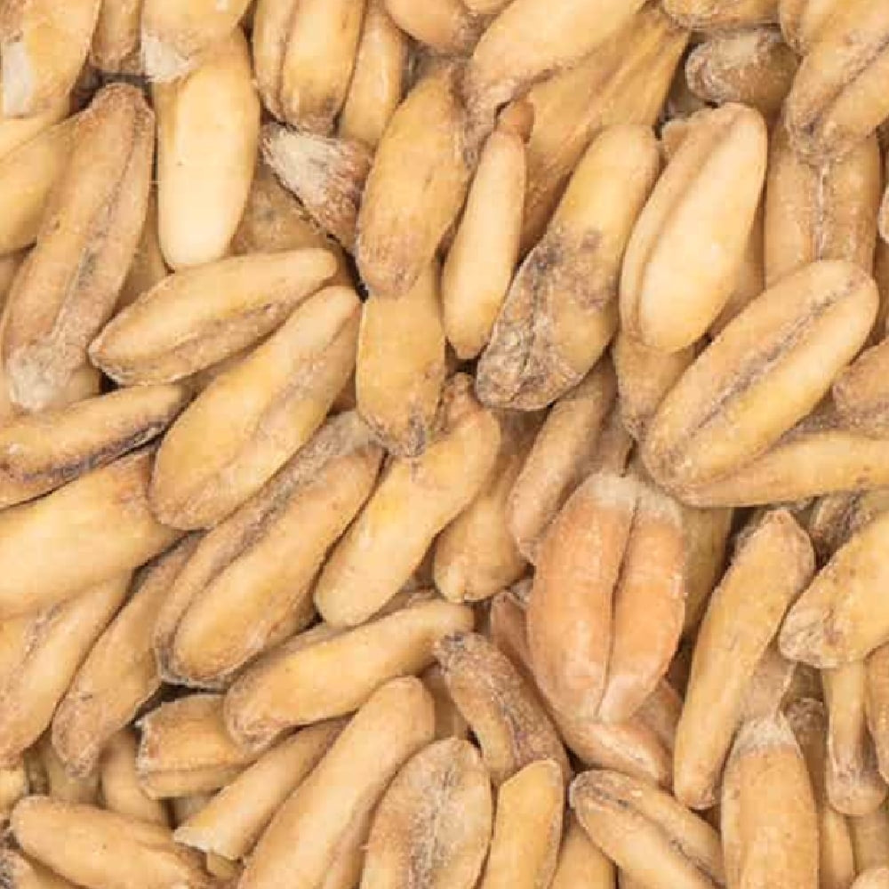 Nærbilde av BEST Havre (Havre) Malt (3-8 EBC) 100G fra Bestmalz, som viser de lyse havrekornene - ideelt for maltblandinger eller i kombinasjon med hvetemalt for å gjøre brygget ditt mykere og mer komplekst.