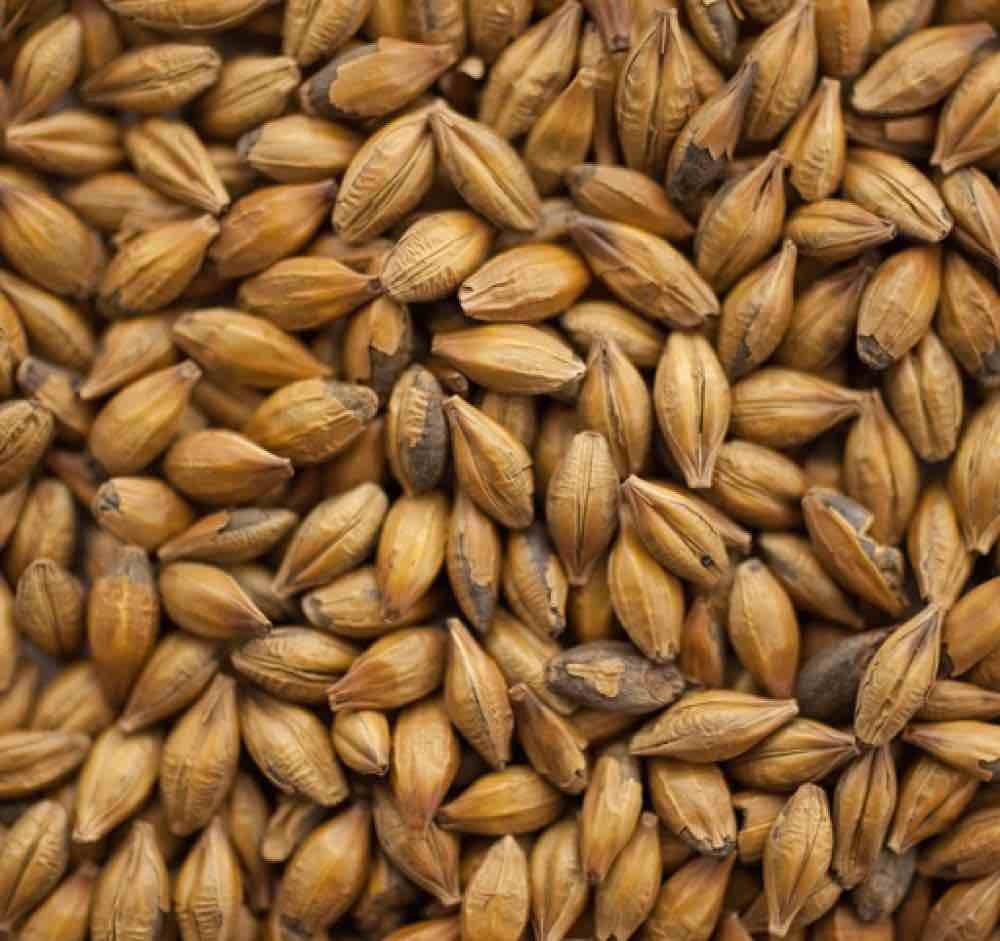 Et nærbilde av Thomas Fawcett & Sons Amber Malt (110-140 EBC) 100G, ideelt for maltblanding i Amber Ale eller for å skape unike Amber Malt-profiler.